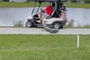 The alligator charged the cart before headed back to the water. 