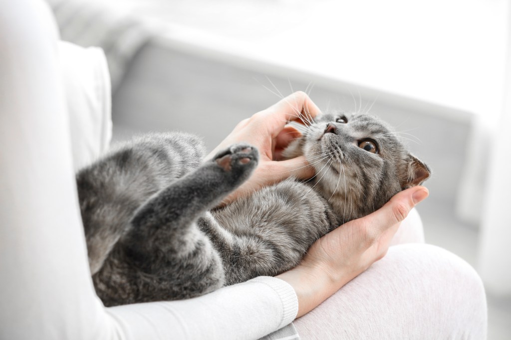 67% of cat owners say they would sacrifice anything for their pet. 