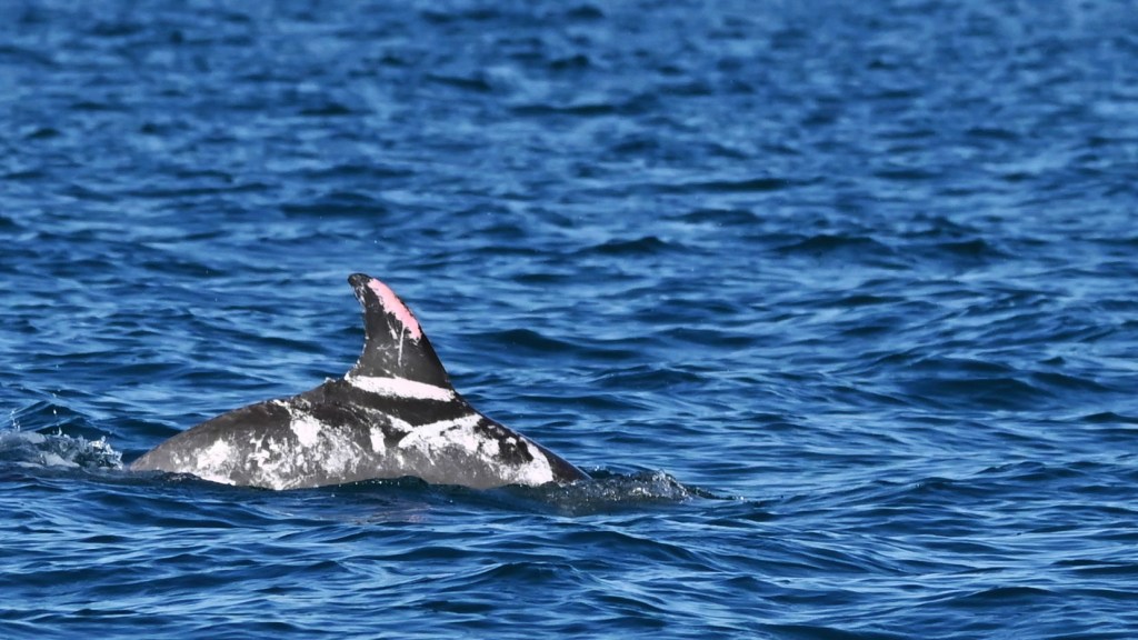 The team determined that Speckles is an extremely rare piebald dolphin, having a genetic mutation that causes a partial loss of pigmentation, resulting in its unique coloration. 