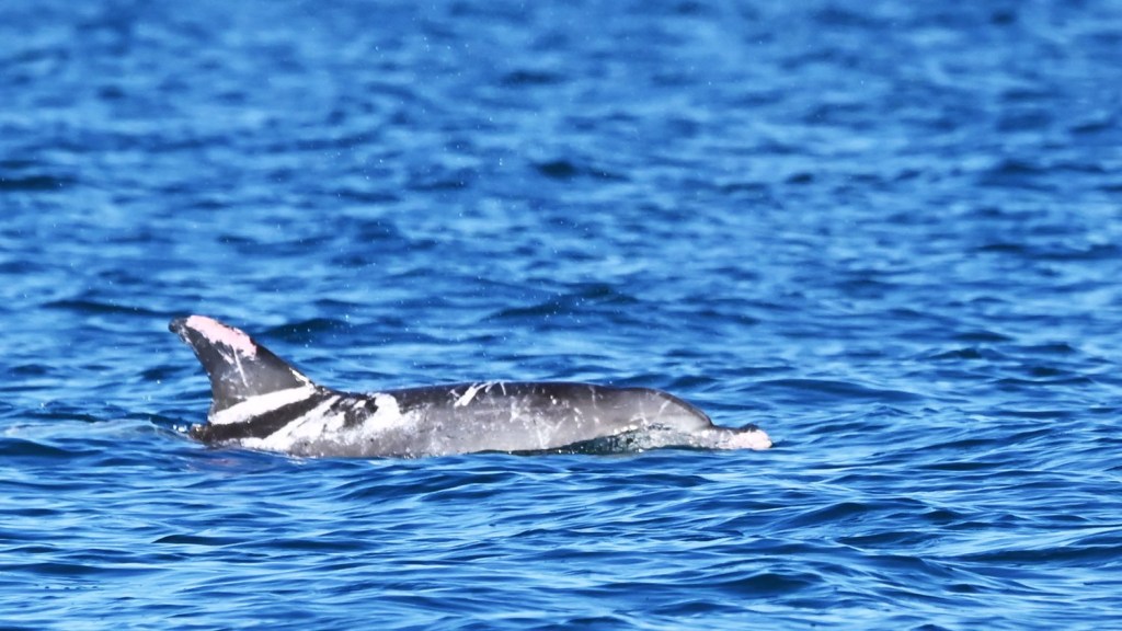 Speckles, a patchy black-and-white dolphin stunned researchers from the University of the Sunshine Coast, who were on Whale Heritage Site Hervey Bay.