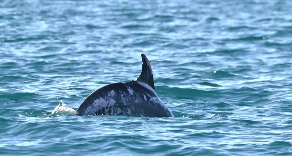 "It's pretty exciting, we looked it up and we found out that no one had ever really documented any sightings of these piebald dolphins in Australia,” researcher Georgina Humes.