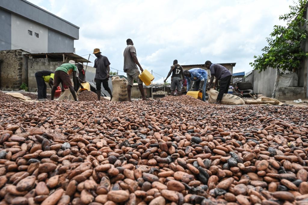 Workers collect dry cocoa beans in front of the store of a cocoa cooperative in the village of Hermankono