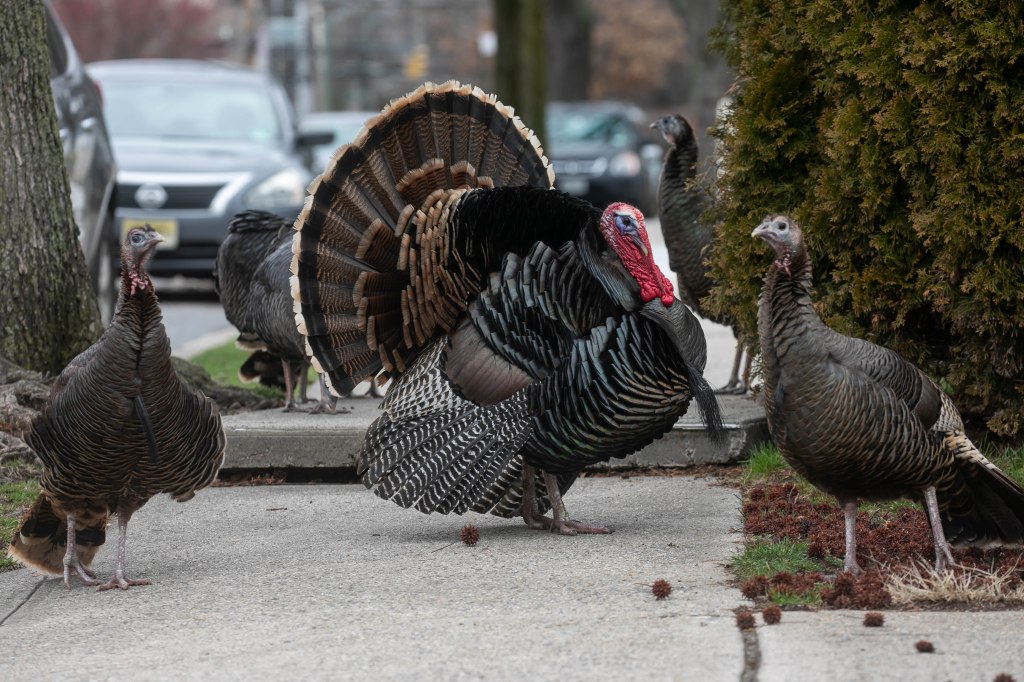 A photo of a flock of turkeys roaming near Hickey's home in Midland Beach.