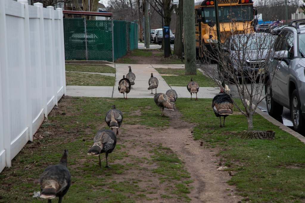 Turkeys roam a block in Midland Beach, Staten Island.