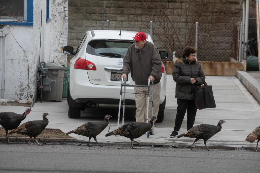 A photo of turkeys marching along a Midland Beach street while a man with a walker and woman look on.