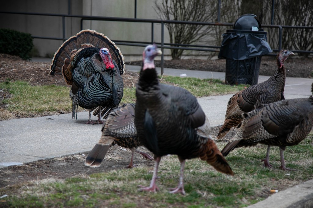 Turkeys congregate on a Midland Beach block.