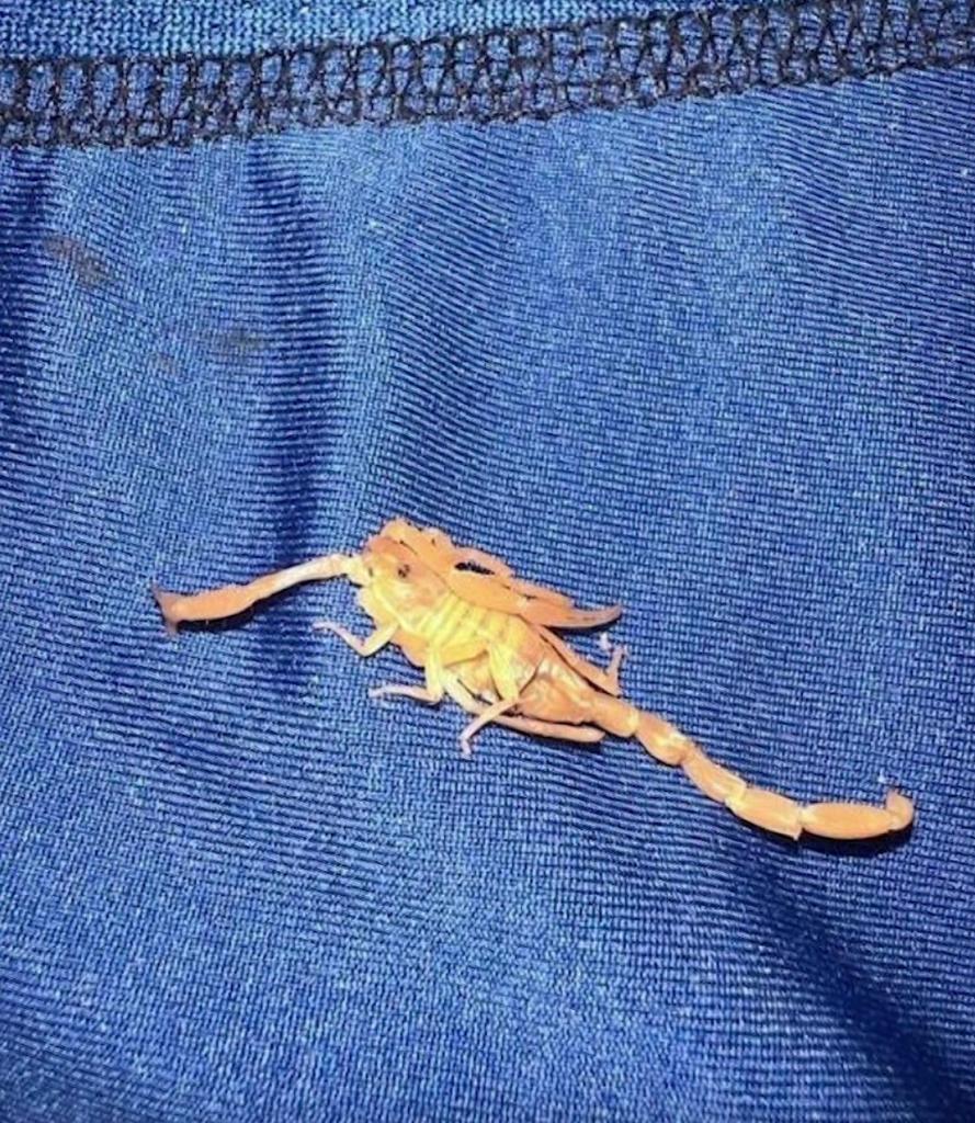 The scorpion in his underwear