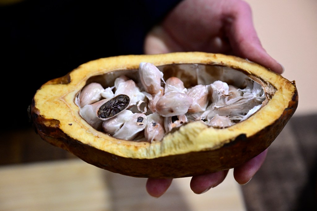 Processors who turn the cocoa beans into butter and liquor cannot afford to buy the beans. 