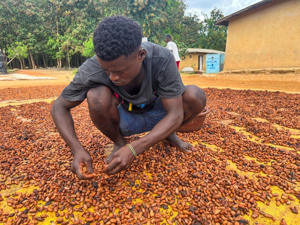 A farmer dries cocoa beans at a village in Daloa, Ivory Coast.