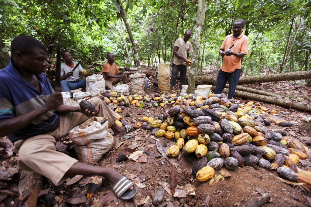 Farmers separate infected cocoa beans from a pile at a farm in San Pedro, western Ivory Coast.