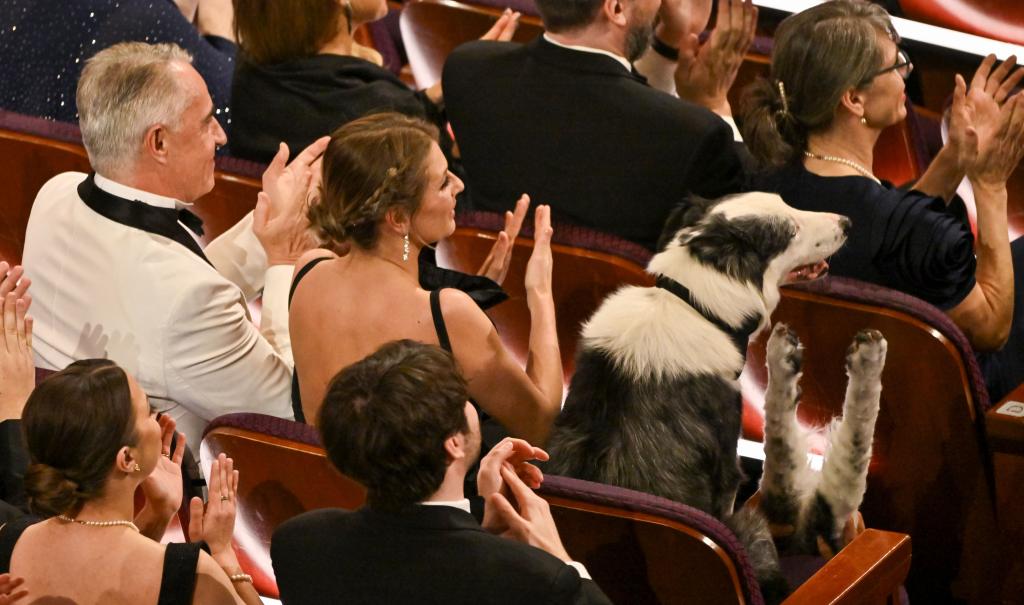 Messi the dog in the audience. 