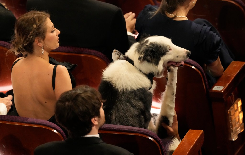 Messi the dog at the oscars. 