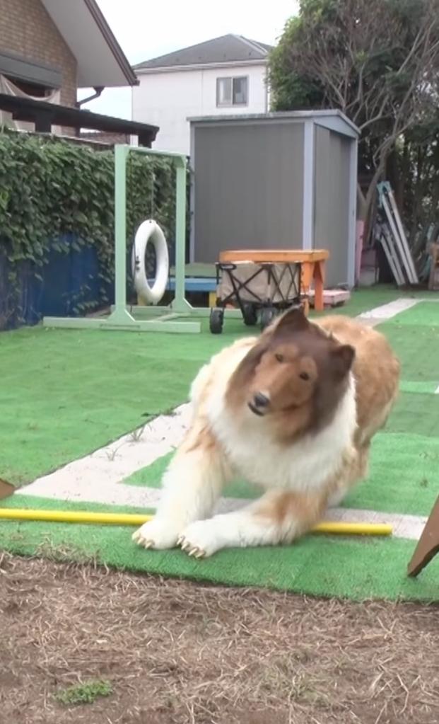 “He definitely needs to work on his jumping skills,” dog trainer and owner of Trinity Border Collies, Brianne Farr, told The Post in December.