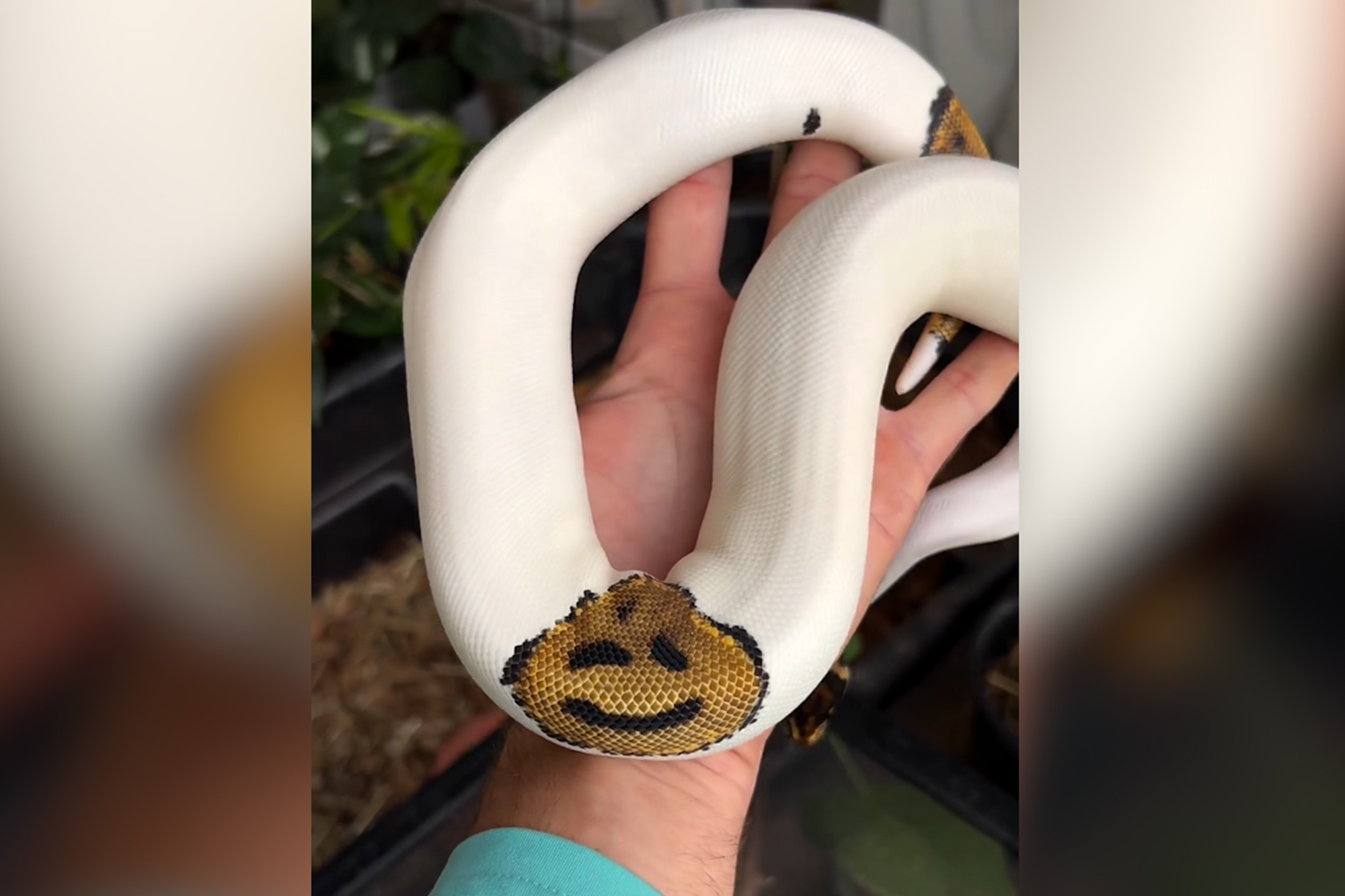 Sssmile! Snake stuns with ‘smiley face’ on its scales