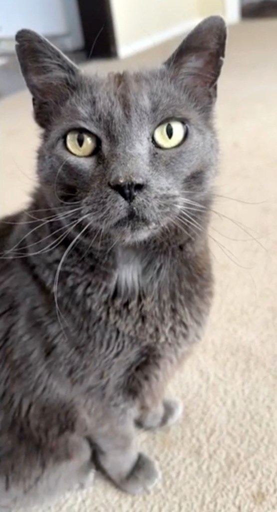 Sam, a Russian Blue, was 7-years-old when he disappeared from his family's Arizona home. 