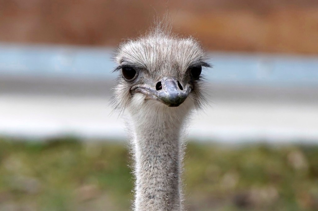 Ostrich 