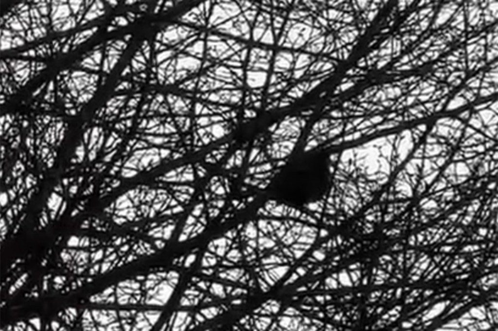 bird in a tree