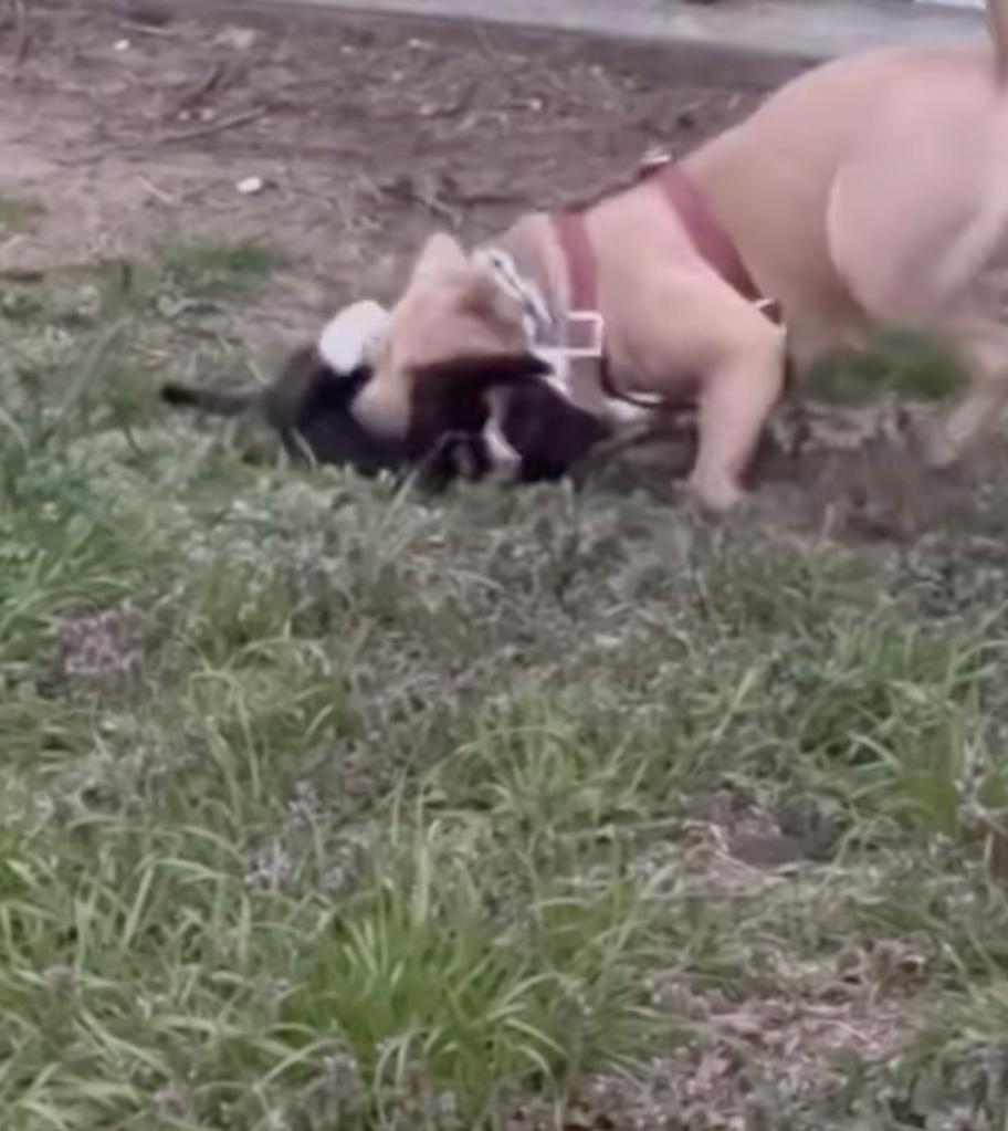 Pit bull mauls kitten. 