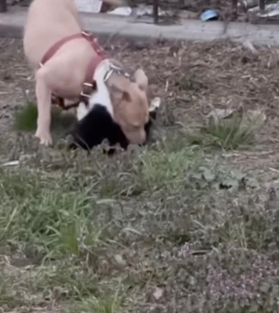 Pit bull uses live cat in dogfight training.