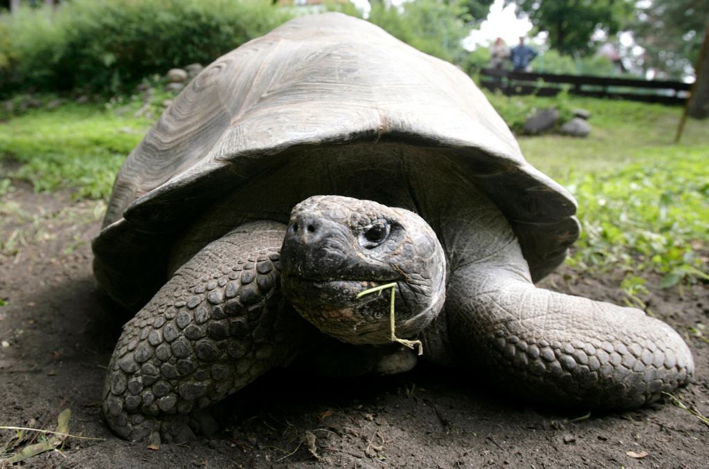 A Galapagos giant tortoise,.