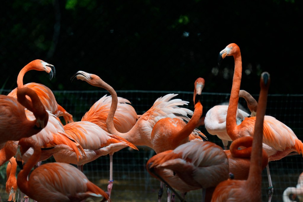 Flamingos in an enclosure at the Fort Worth Zoo during the eclipse.