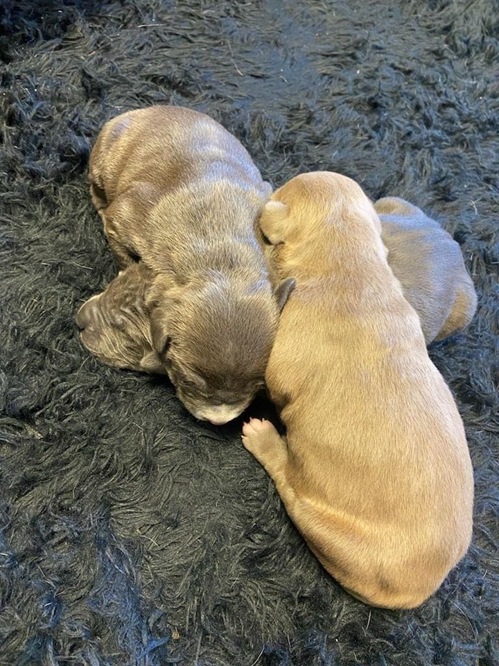 The dogs in a puppy pile. 