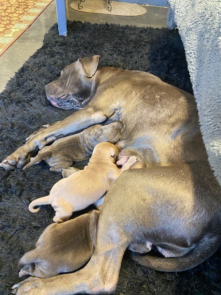 Mya with a few of her recently-recovered pups.