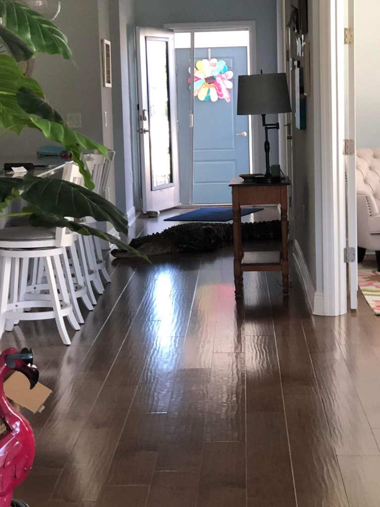 Alligator inside home