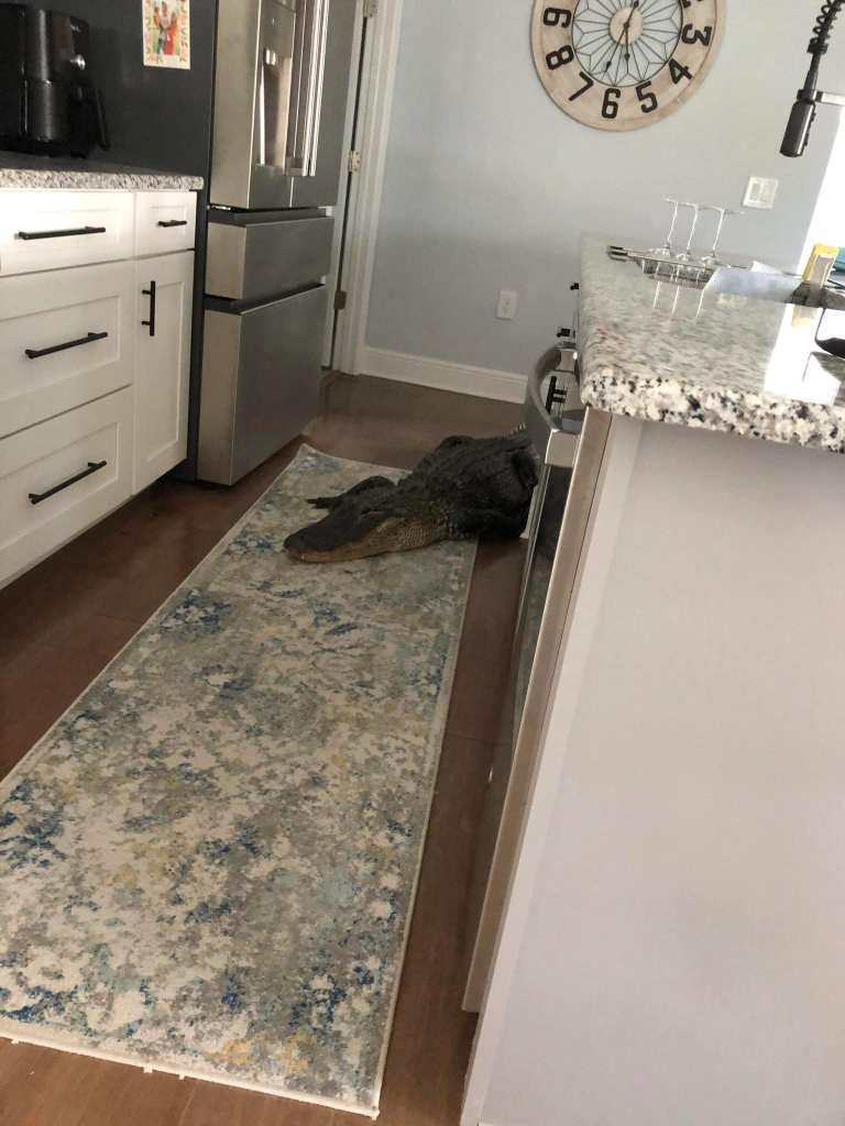 Alligator inside woman's kitchen