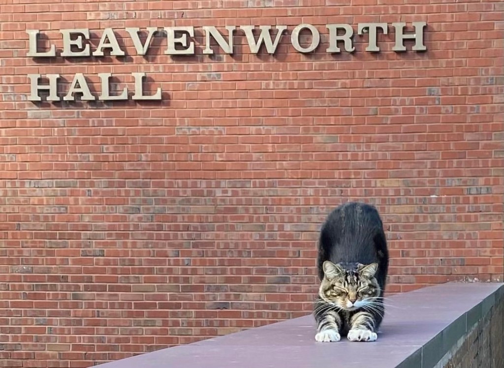 Max the cat stretching outside a brick building at Vermont State University Castleton campus, recently honored with an honorary degree