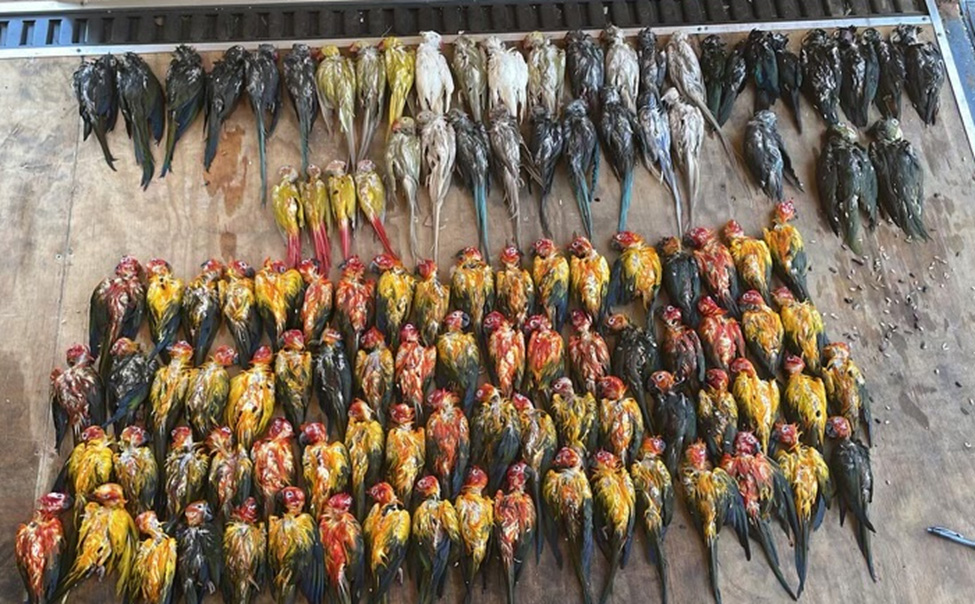 Exotic birds drowned by smugglers.