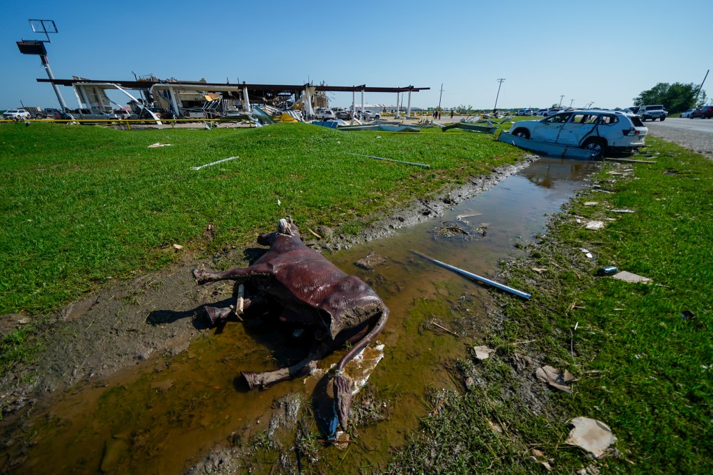 A decorative bull lying in a ditch in Valley View after getting blown away by the tornado.