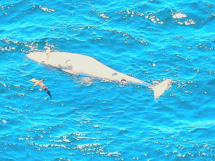 Researchers with the New England Aquarium on Thursday issued an advisory for people returning to the pristine waters on Cape Cod.