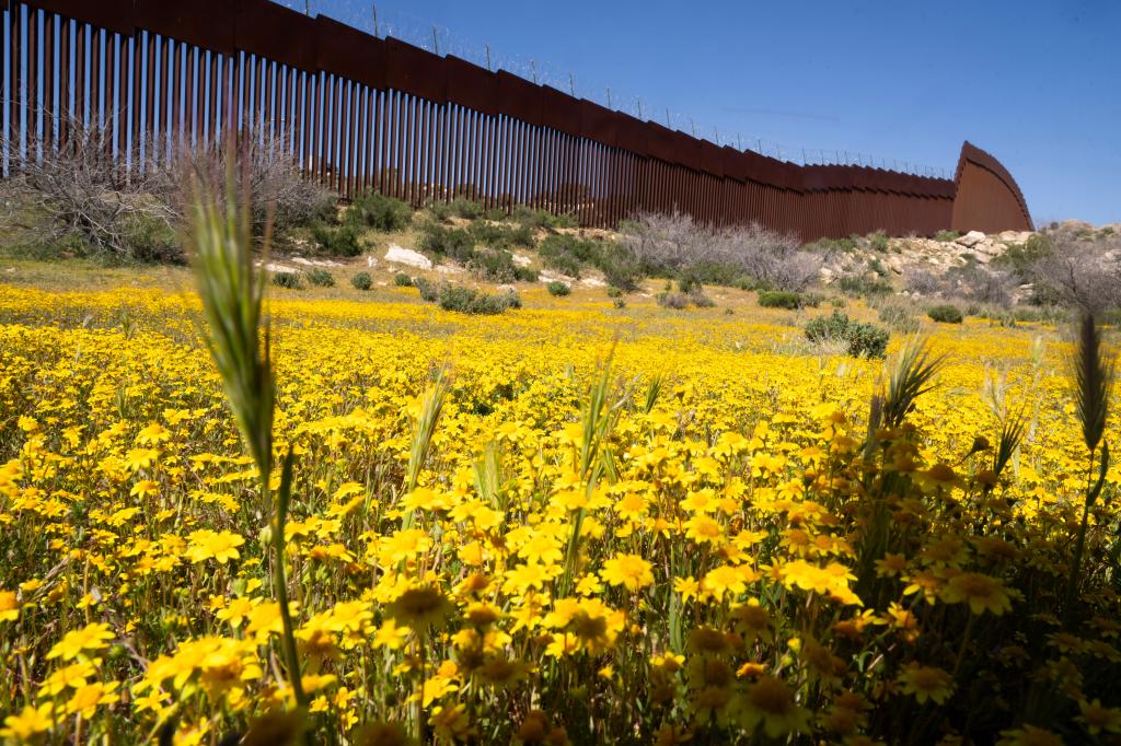 Bright yellow flowers growing near the border wall.