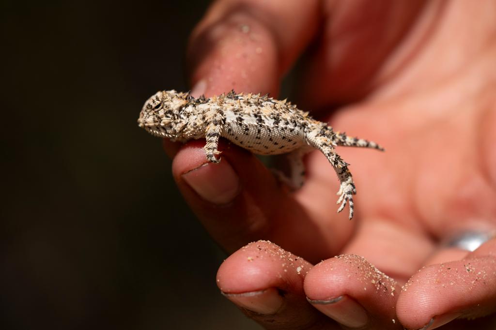 A California Horned Lizard being held for classification.