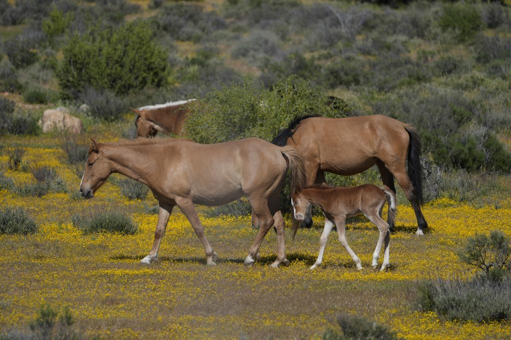 Horses walking near the US-Mexico border.