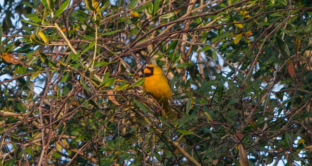 Bird watching improved wellbeing more than walking in nature. 