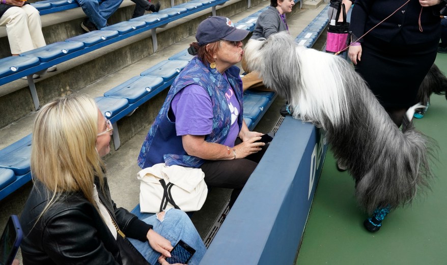 The 148th Annual Westminster Kennel Club Dog Show presented by Purina Pro Plan at the USTA Billie Jean King National Tennis Center on Monday, May 13, 2024 in New York City.