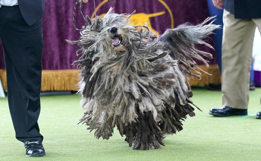 bergamasco-sheepdog-judging-area-148th-81764260