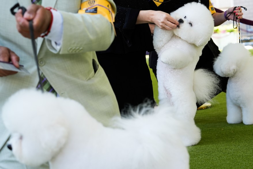 The 148th Annual Westminster Kennel Club Dog Show presented by Purina Pro Plan at the USTA Billie Jean King National Tennis Center on Monday, May 13, 2024 in New York City.