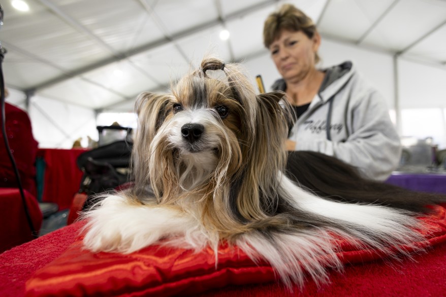 The 148th Annual Westminster Kennel Club Dog Show presented by Purina Pro Plan at the USTA Billie Jean King National Tennis Center on Monday, May 13, 2024 in New York City.