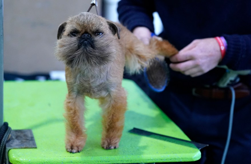 The 148th Annual Westminster Kennel Club Dog Show presented by Purina Pro Plan at the USTA Billie Jean King National Tennis Center on Monday, May 13, 2024 in New York City.