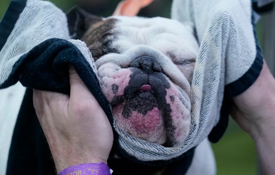 bulldog-benching-area-148th-annual-81759206