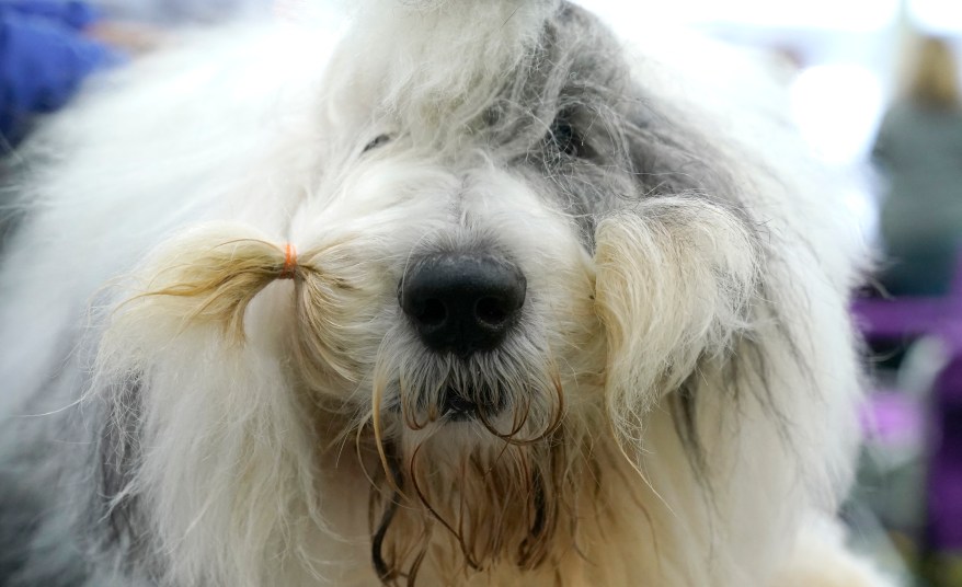 The 148th Annual Westminster Kennel Club Dog Show presented by Purina Pro Plan at the USTA Billie Jean King National Tennis Center on Monday, May 13, 2024 in New York City.