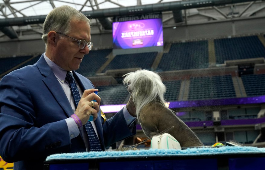 The 148th Annual Westminster Kennel Club Dog Show presented by Purina Pro Plan at the USTA Billie Jean King National Tennis Center on Monday, May 13, 2024 in New York City.