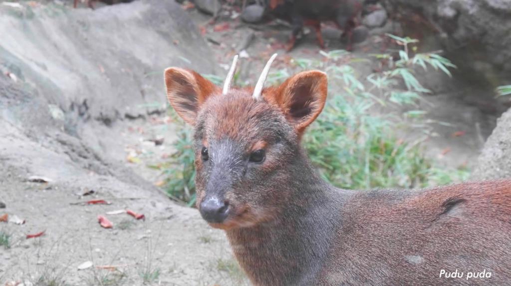 Angle view of a pudu deer. 