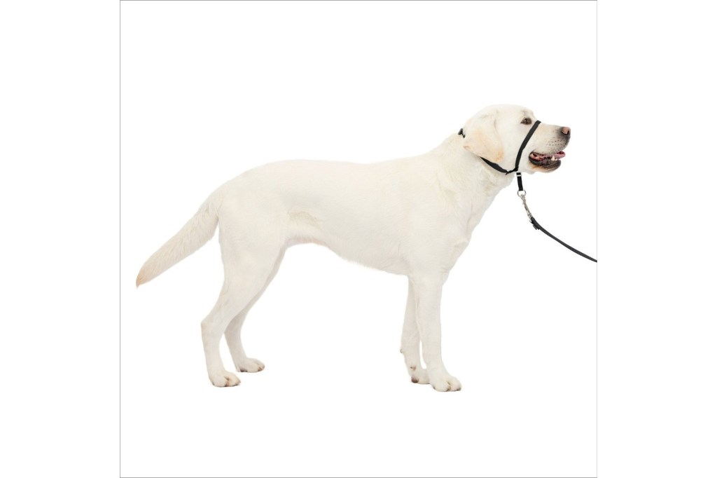 PetSafe Gentle Leader Padded No Pull Dog Headcollar