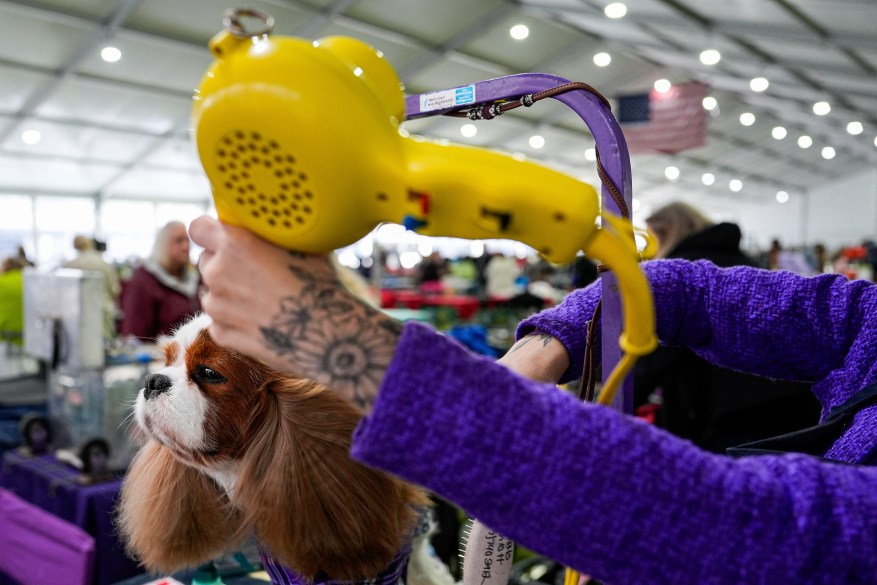 The 148th Annual Westminster Kennel Club Dog Show presented by Purina Pro Plan at the USTA Billie Jean King National Tennis Center on Monday, May 13, 2024 in New York City.