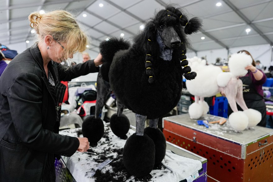 The 148th Annual Westminster Kennel Club Dog Show presented by Purina Pro Plan at the USTA Billie Jean King National Tennis Center on Monday, May 13, 2024 in New York City.