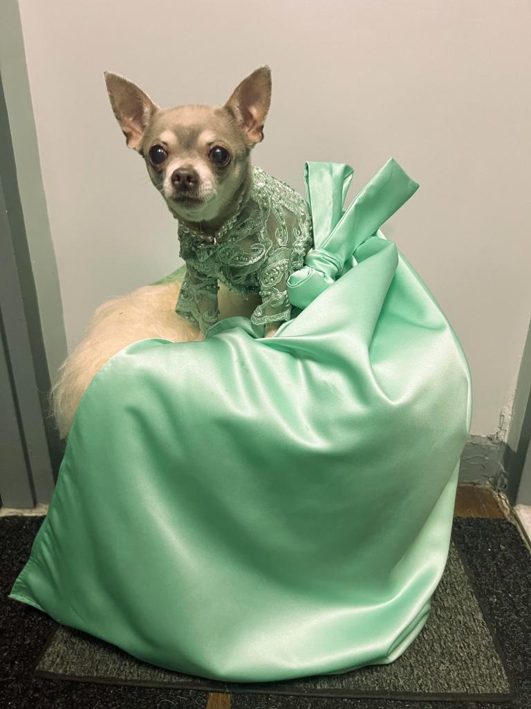 Blue Chihuahua Gia Diamond Soto will dress as Kate Beckinsale from the Cannes Film Festival last year in a pale green dress complete with necklace collar